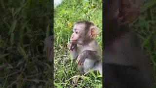 So cute little monkey so lovely❤️💕