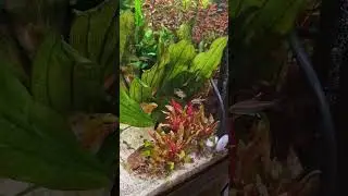 Apistogramma hongsloi - Rotstrich-Zwergbuntbarsch