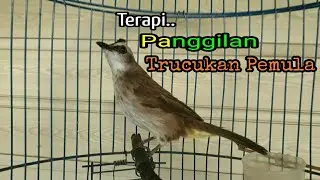 Trucuk Betina memanggil jantan, Terapi harian bunyi buat jantan pemula & Pancingan semua TRUCUKAN