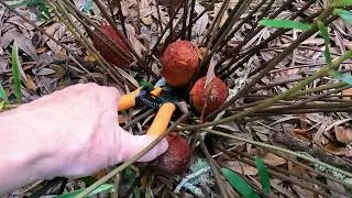 DINOSAUR PLANTS AND YOUR DOG