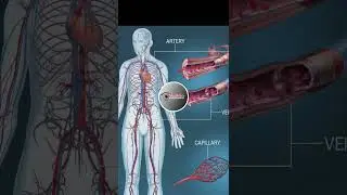#pulse #pulsepoint What are the 7 pulse points Pulse Points in the Human Body