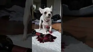 World's Naughtiest Chihuahua Spills Red Wine 😂🍷