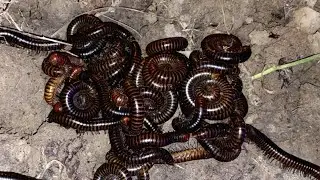 At night I hunted a wild millipedes#millipedes#insects #bug #