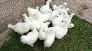 White#silki#amrecan#chickens#play#mouth#rock#amrican#hariteg#chicken#chicks#sale#hens#rir#red#rod#