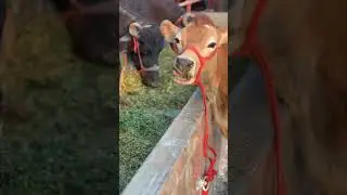 Feeding time #cow #buffalow #animalfarming #farming #farcow #mp