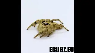 HYLLUS DIARDI-L ARAIGNEE SAUTEUSE