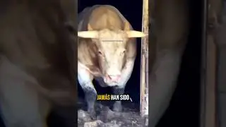 10 bestias que jam&aacute;s han sido derrotadas #mundoanimal #wildlife