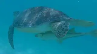 St Thomas Carnival Parade, snorkel in St. John with Huge turtles / Sailing Aquarius #12