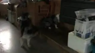 Call general oh digger dogs are the most amazing thing in our life