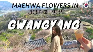 Maehwa Flower Festival in Gwangyang, Korea (광양매화축제 전남도여행)