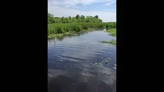 Big bass blow up on frog 🐸
