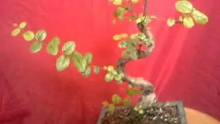 Chinese Sweet Plum pruning 2
