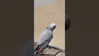 Gizmo has deep thoughts&hellip; but they stink! #parrot #funnyparrot #talkingparrot #bird