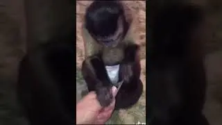 ОЧЕНЬ КРУТЫЕ ОБЕЗЬЯНКИ 🐵 #ЗВЕРОЛИКИ 009