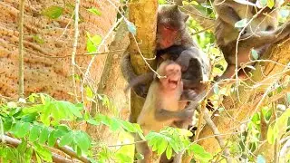 Janet  No Milk Screaming Loudly | Sounds Monkey