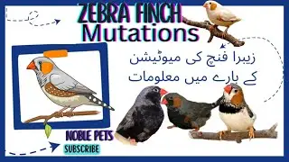 Zebra Finch Mutations Guidline