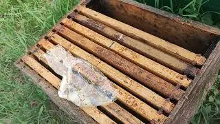 Zreli matičnjaci- nekoliko mogućnosti upotrebe