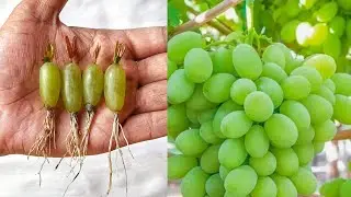 Simpl Method Propagate Grape Tree With Banana,Growing Grape Tree From Grape Fruit For Brginners
