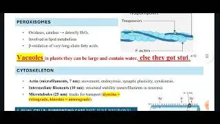 PREP 1 cell, enzymes, neurons, proteins and more