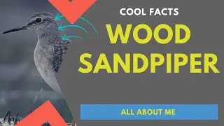 Wood Sandpiper facts