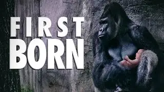 First Born - Main Theme By Hans Zimmer | BBC One