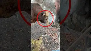 Wenn ein Stier dich so Anschaut, bist du Dran!