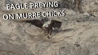 Eagle Preying on Murre Chick