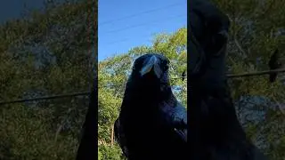 how to befriend crows - day70: treasure box training