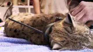 Suivi satellite des animaux / CLS-CNES
