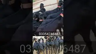 black Beetle goat 2022 kimat Jarur check Karen 03354746487  Kali bakriyan #2022 #video #gaming #2023