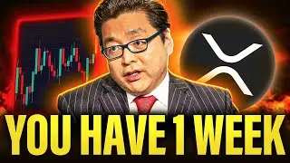 Все ошибаются насчёт XRP и краха криптовалют &mdash; Том Ли