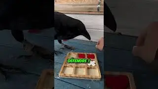 La Preuve que le Corbeau est l'Animal le plus Intelligent 🐓