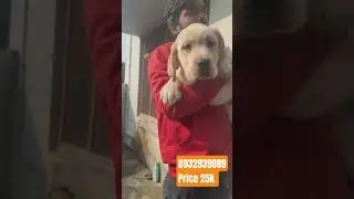 Labrador Puppy for Sale 🐶 | Gorakhpur#shorts#labrador#puppy#dogshorts#viralshorts#gorakhpur#bihar#up