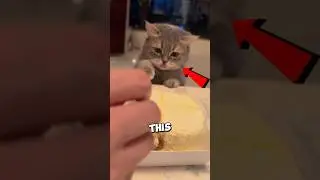 Cat Eats Owners Food So They Make A Deal!