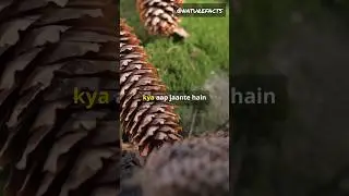 Pine trees can tell weather 😲☁️ #nature #naturefacts #facts #factsinhindi #hindi #shorts #science