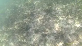 THE KILLER STINGRAY, LOL