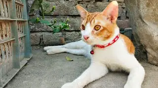 My cat be crazy in morning || Cat #catvideos #catmoments #cats
