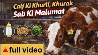 Information For Calf Feeding 😱|| #cow #calf #viralvideo #birds #shortvideo #viral #ytshorts  