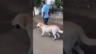The secret to an unbreakable bond with your Labrador buddy