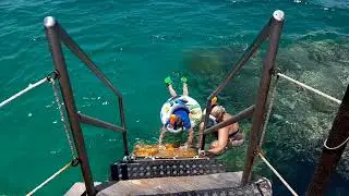 Šnorchlovací molo , Brayka Bay Reff a Royal , Marsa Alam , Egypt