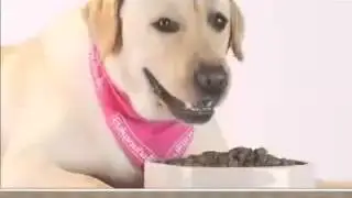 Meet the Breed. Characteristics of the Labrador Retriever