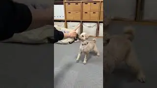 うずらのために頑張る犬 #shorts