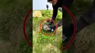 The World&rsquo;s Most Expensive Pillow Filling 💰#Eiderdown #Iceland #Luxury #Science #Nature