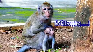 Grandma of Orphan MARTIN was Bites mistreat by other monkey full video clip at today