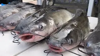 Catfish Fishing Orange County | Some Tips and Tricks