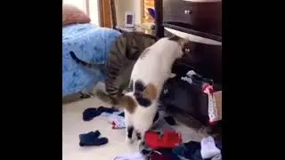 Funny cats #subscribe #shorts&nbsp; #bestshortsever #best #youtubeshorts #cat #cutecat #cute #cats#sub