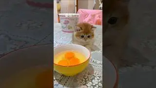 Little cat's growth diary #Cat's confusing behavior #The fun of the shit scooper#Little cat