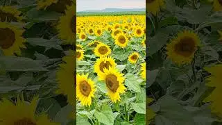 Endless Sunflower Field in Full Bloom 🌻✨