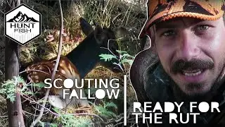 Scouting Deer before the Fallow Rut