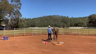 Rocky Mountain Horse -  Captain Cupcake